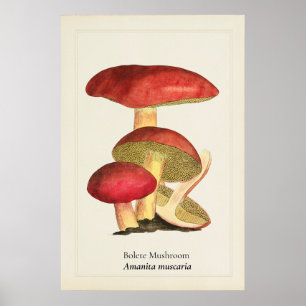 Vintage-Rotkappen-Pilz-Botanische-Illustration Poster
