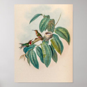Vintage Rotschaft-Waldsternschnäpper-Kolibris Poster