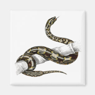 Vintage Rotschwanzschlange Magnet