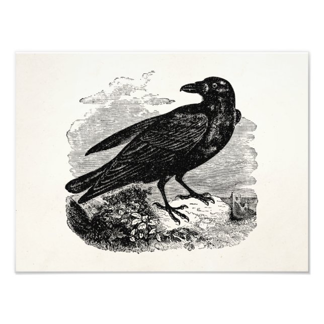 Vintage Roven Black Bird Crow Personalisierte Vöge Fotodruck (Vorne)