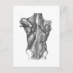Vintage Rücken Anatomie Postkarte