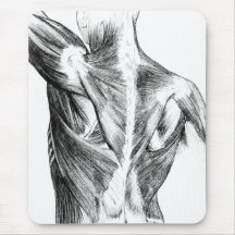 Vintage Rückenmuskel der Anatomie-| (circa 1852) |