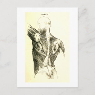 Vintage Rückenmuskel der Anatomie- (circa 1852) Postkarte