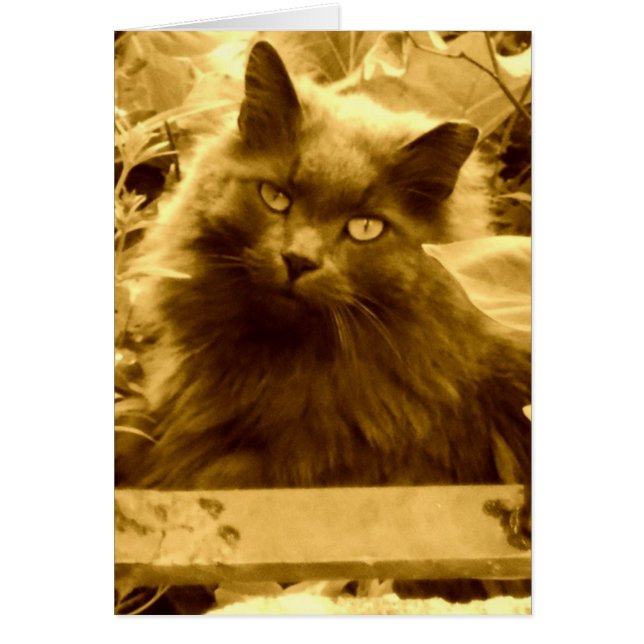 Vintage Russische Blaue Katze (Vorne)