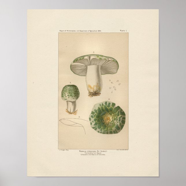 Vintage Russula essbare Pilzdrucke Poster (Vorne)