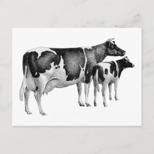 Vintage rustikale Farmkuh-Kalb-Zeichnung Schwarz W Postkarte