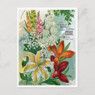 Vintage Saatgutanzeige Postkarte