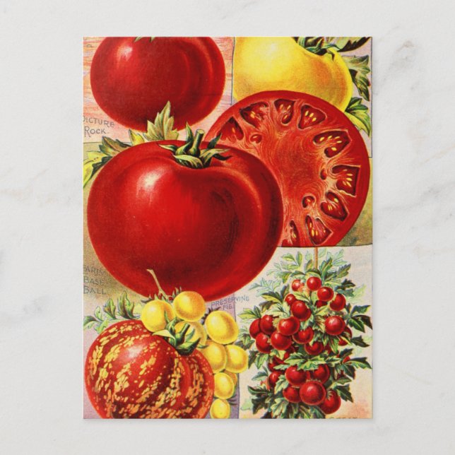 Vintage Saatgutanzeige Postkarte (Vorderseite)