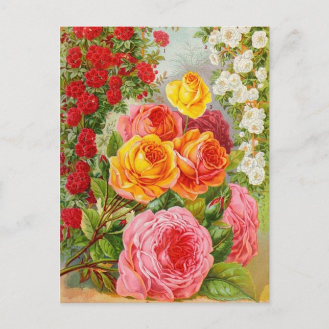 Vintage Saatgutanzeige Postkarte (Vorderseite)