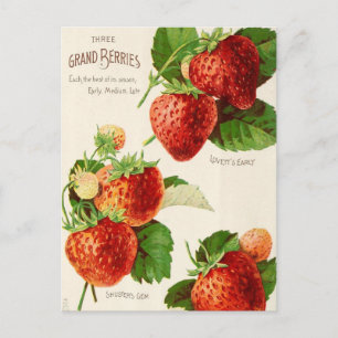 Vintage Saatgutanzeige Postkarte