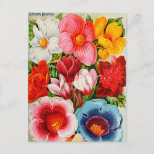 Vintage Saatgutanzeige Postkarte