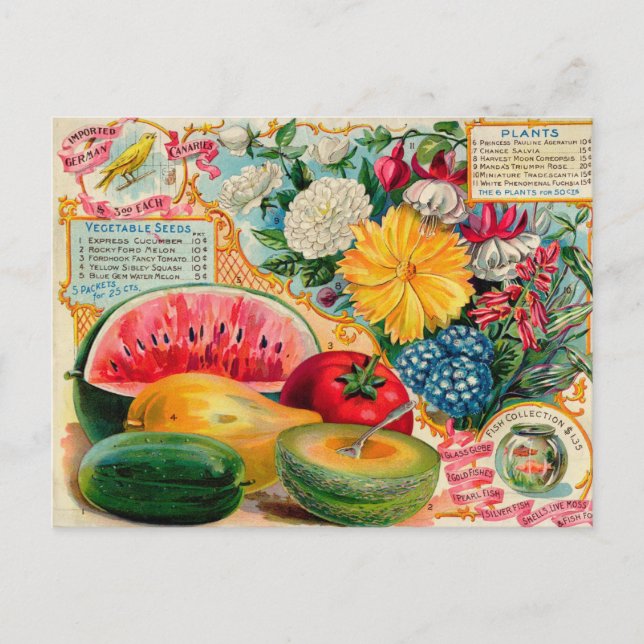 Vintage Saatgutanzeige Postkarte (Vorderseite)