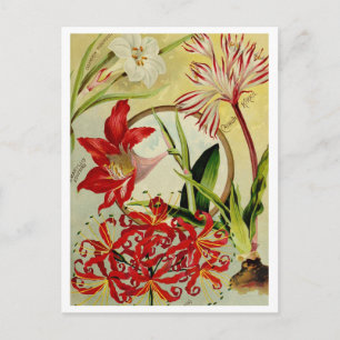 Vintage Saatgutanzeige Postkarte