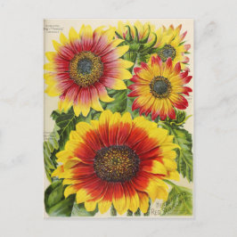 Vintage Saatgutanzeige Postkarte