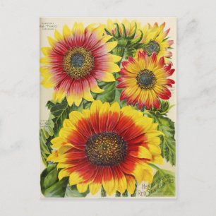 Vintage Saatgutanzeige Postkarte