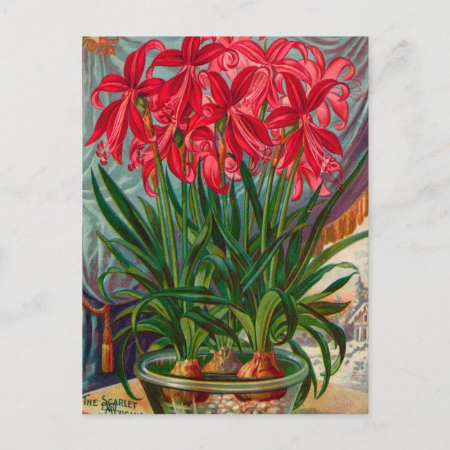 Vintage Saatgutanzeige Postkarte (Vorderseite)