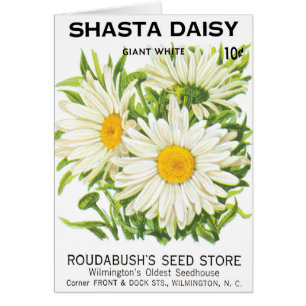 Vintage Saatpackung Kunst, Shasta Daisy Blume