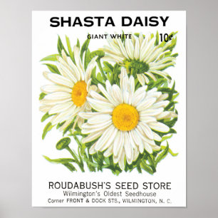 Vintage Saatpackung Kunst, Shasta Daisy Blume Poster