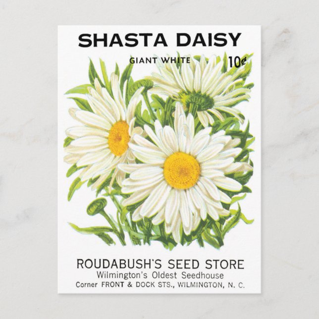 Vintage Saatpackung Kunst, Shasta Daisy Blume Postkarte (Vorderseite)