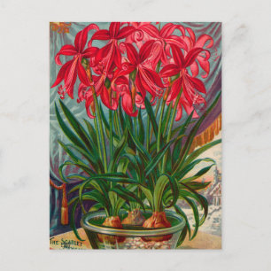 Vintage-Samen-Werbe-Postkarte Postkarte