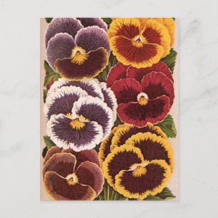 Vintage-Samenpaket-Etiketten, Garten-Stiefmütterch Postkarte