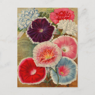 Vintage-Samenpaket-Karten, Porto und Geschenke Postkarte