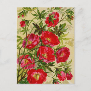 Vintage-Samenpaket-Katalogkarten, Porto, Geschenke Postkarte