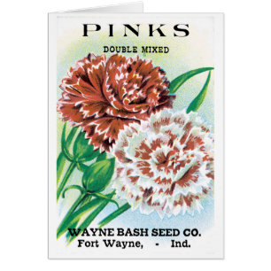Vintage-Samenpaket-Kunst, Nelken Blumen