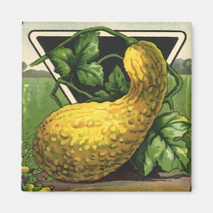 Vintage-Samenpaket-Label-Kunst Gelber Sommersquash Magnet