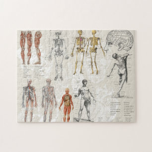 Vintage Sammlung anatomischer Biologie Puzzle