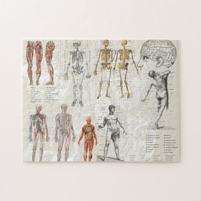 Vintage Sammlung anatomischer Biologie Puzzle (Horizontal)
