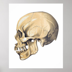 Vintage-Schädel-Anatomie-Illustrationsposter Poster