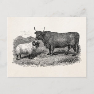 Vintage Schaf-Illustration 1800er Jahre Retro-Farm Postkarte
