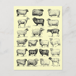 Vintage-Schaf Postkarte