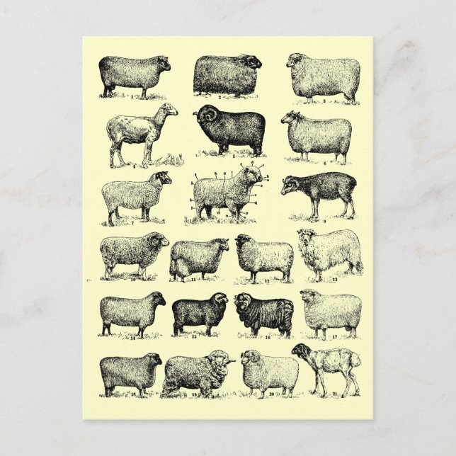 Vintage-Schaf Postkarte (Vorderseite)