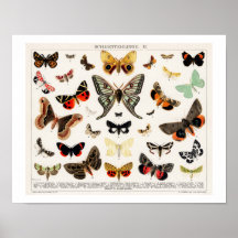 VINTAGE SCHALTFLÄCHEN UND MUSTER LITHOGRAPH POSTER