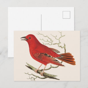 Vintage-Scharlach-Tangare-Naturalist-Vogel-Dekor-K Postkarte