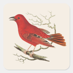 Vintage-Scharlach-Tangare-Naturalist-Vogel-Dekor-K Quadratischer Aufkleber