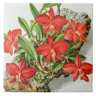 Vintage Scharlachrote Sophronitis Seltene Orchidee Fliese