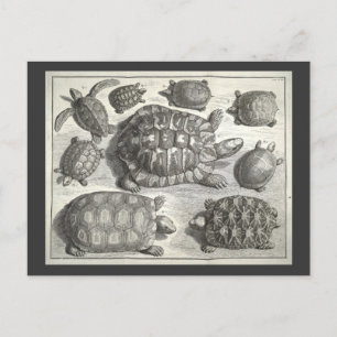 Vintage-Schildkröten-Radierung Postkarte