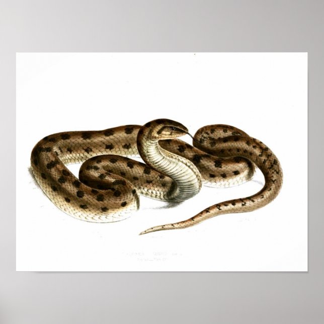 Vintage Schlange Zeichnend-braun-gepunktet-afrikan Poster (Vorne)