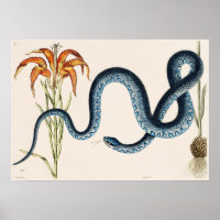 Vintage Schlangen-Illustration