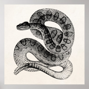 Vintage Schlangen-Reptile-Schlange Poster