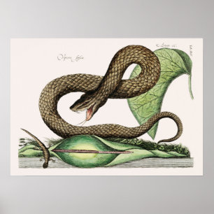 Vintage-Schlangenillustration Poster