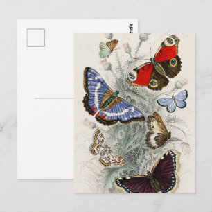 Vintage-Schmetterling Botanische Wissenschaftliche Postkarte