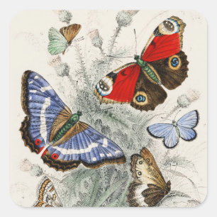 Vintage-Schmetterling-Botanische Wissenschaftliche Quadratischer Aufkleber