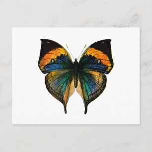 Vintage Schmetterling - Lithografie eines antiken Postkarte