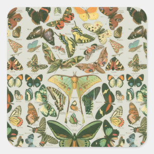 Vintage-Schmetterling-Motten-Musterdruck Quadratischer Aufkleber