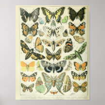 Vintage Schmetterling Poster