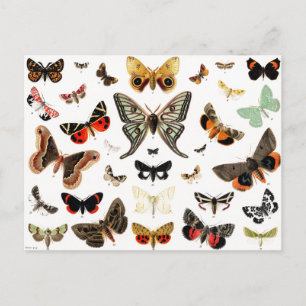 Vintage Schmetterlinge & Moths Illustration Art Postkarte